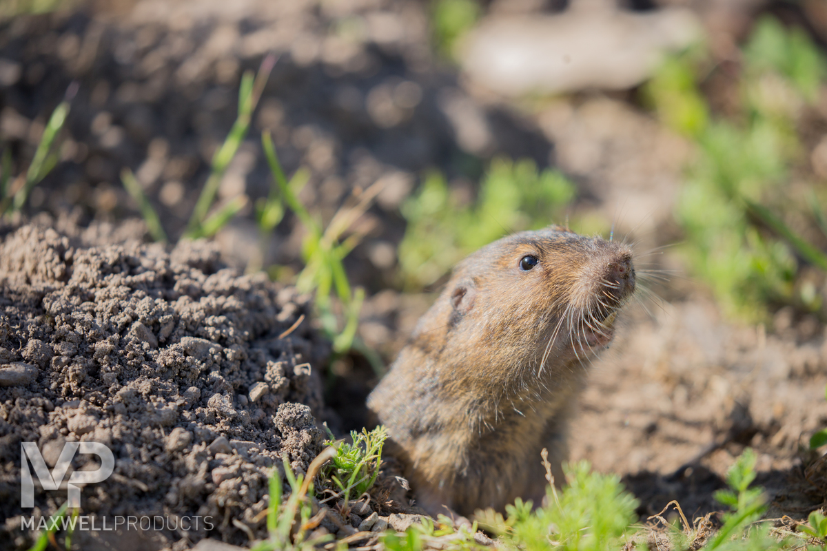 A pocket gopher peeking out of its burrow